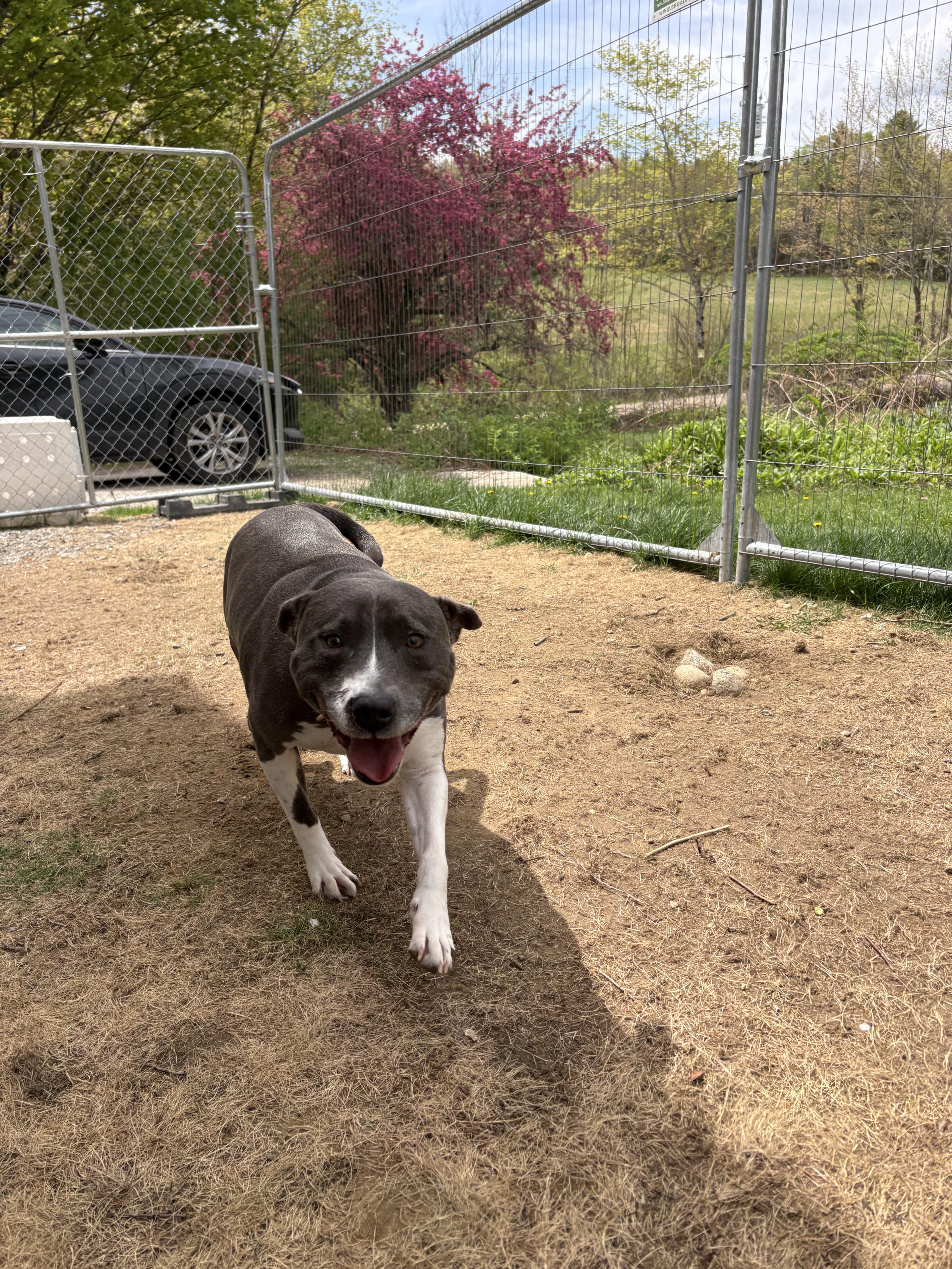 Eva Jane, an adoptable Pit Bull Terrier in New Boston, NH image 4/6