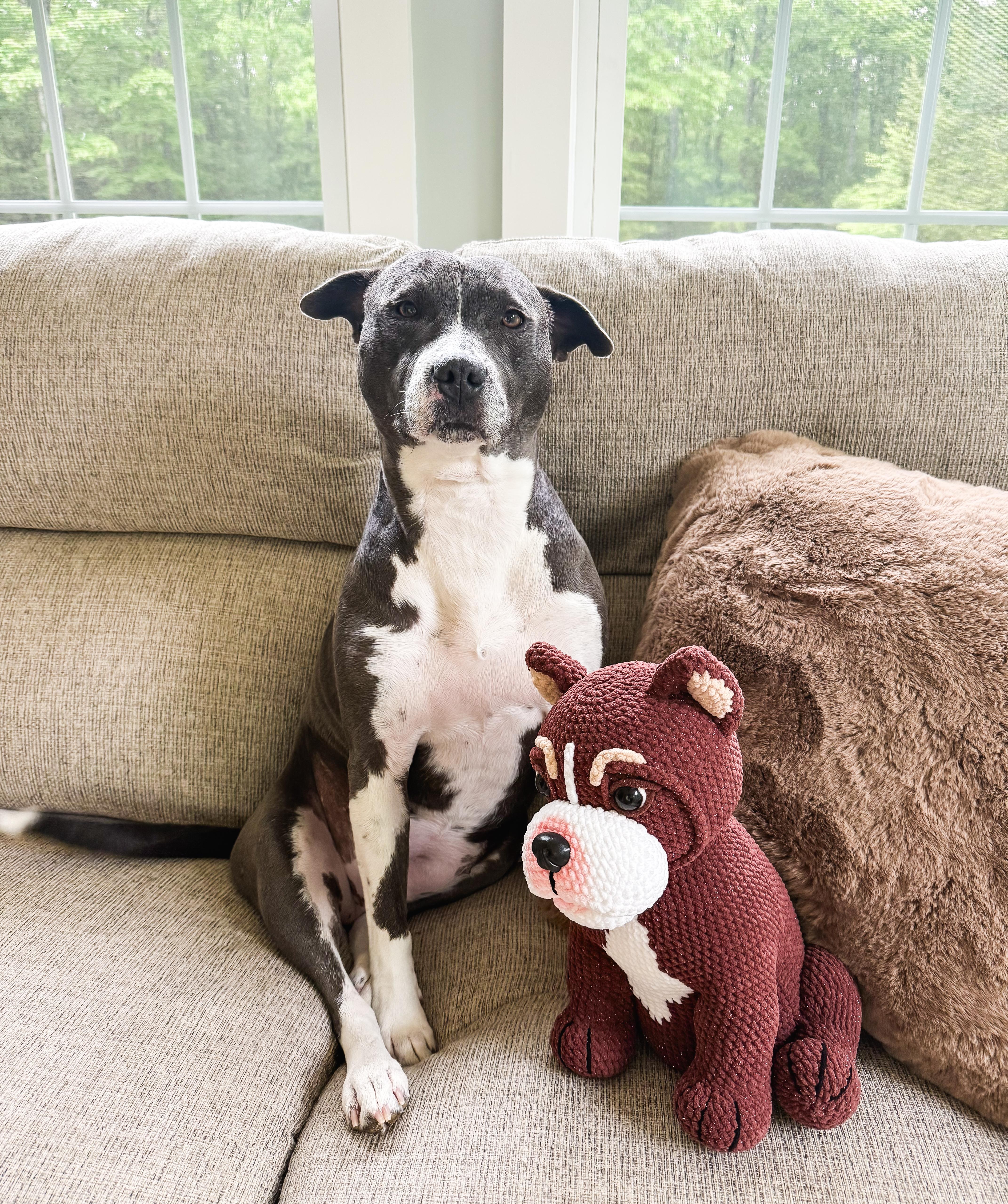 Eva Jane, an adoptable Pit Bull Terrier in New Boston, NH image 1/6