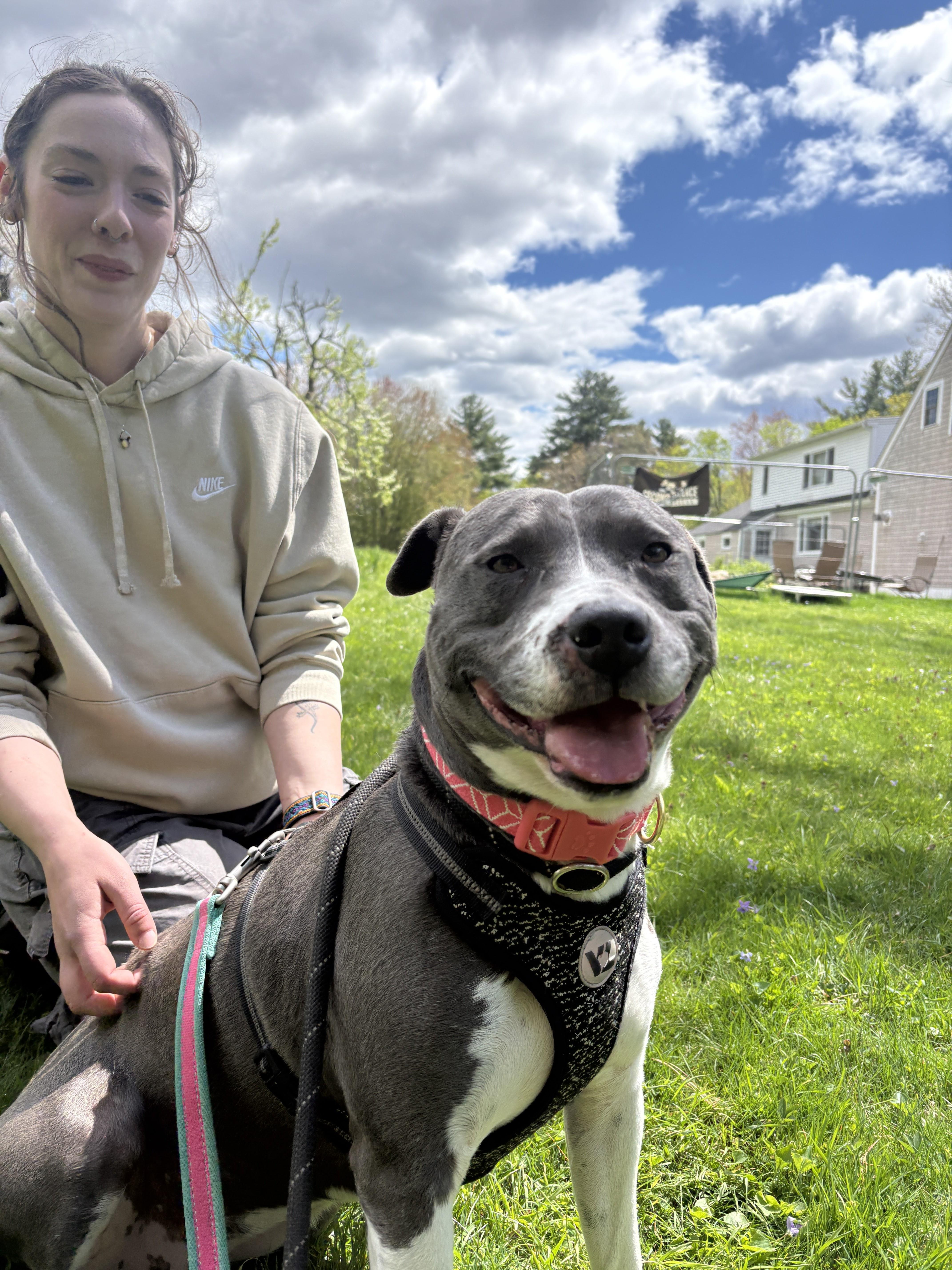 Eva Jane, an adoptable Pit Bull Terrier in New Boston, NH image 2/6