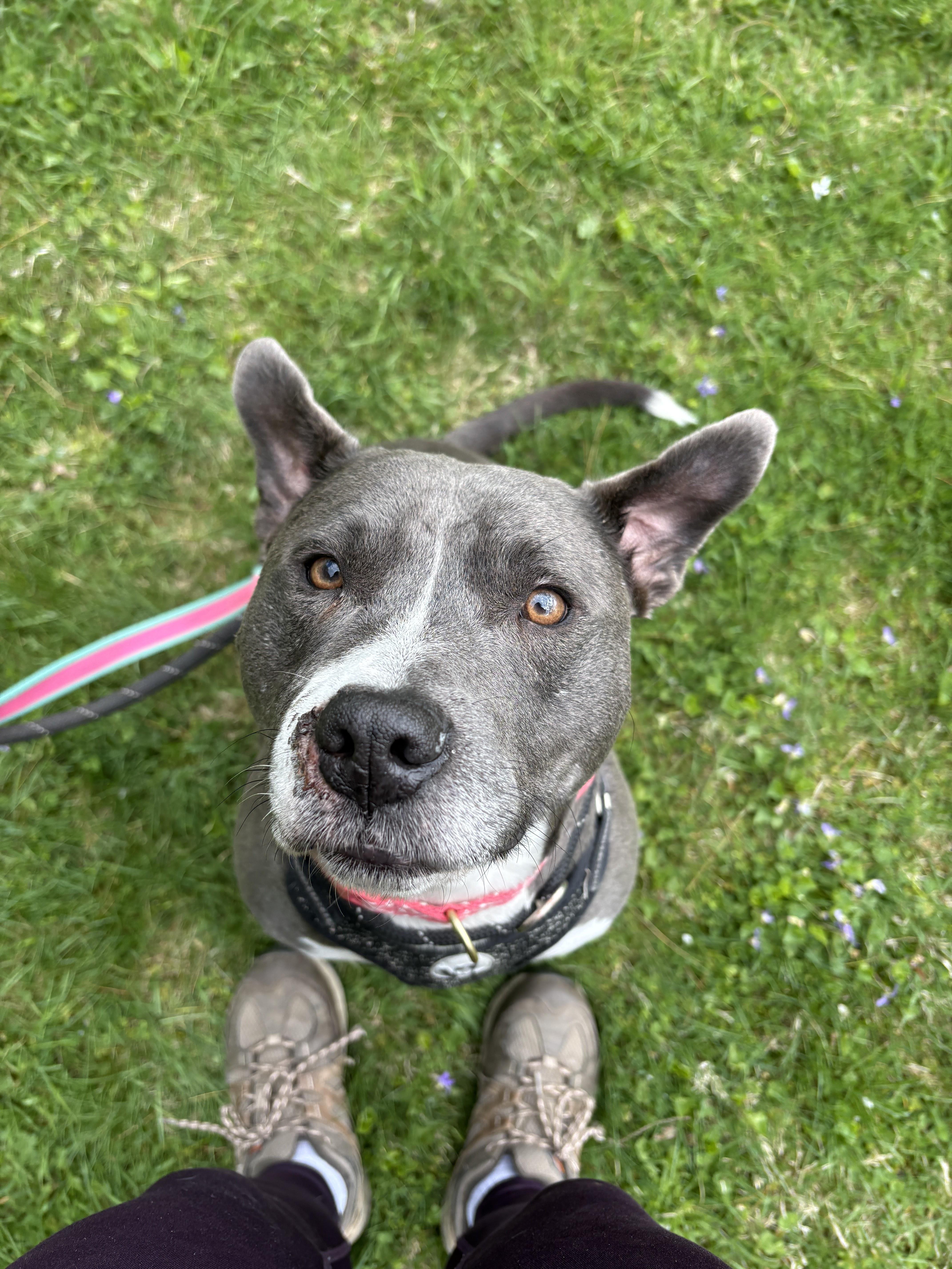 Eva Jane, an adoptable Pit Bull Terrier in New Boston, NH image 3/6