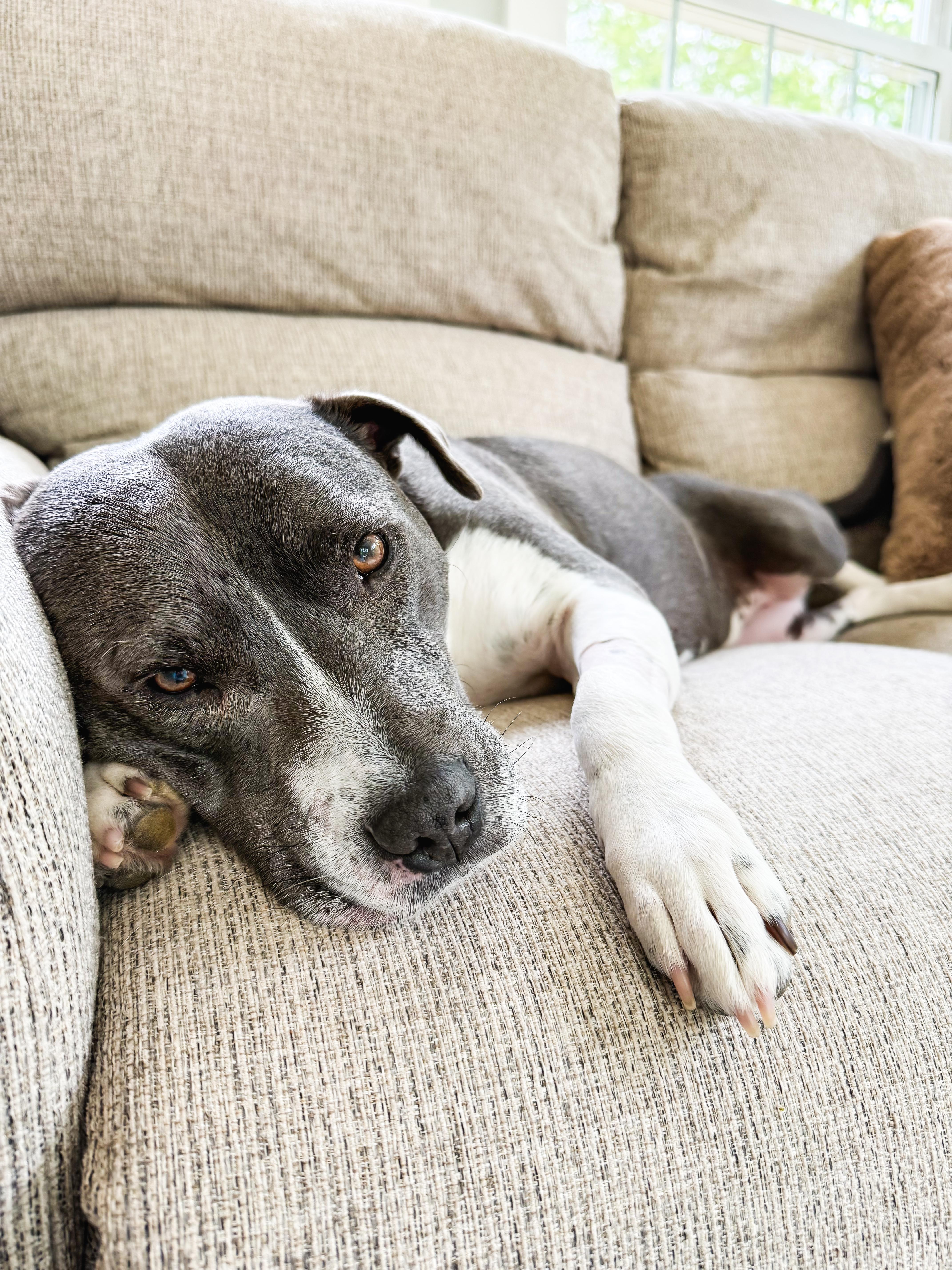 Eva Jane, an adoptable Pit Bull Terrier in New Boston, NH image 5/6