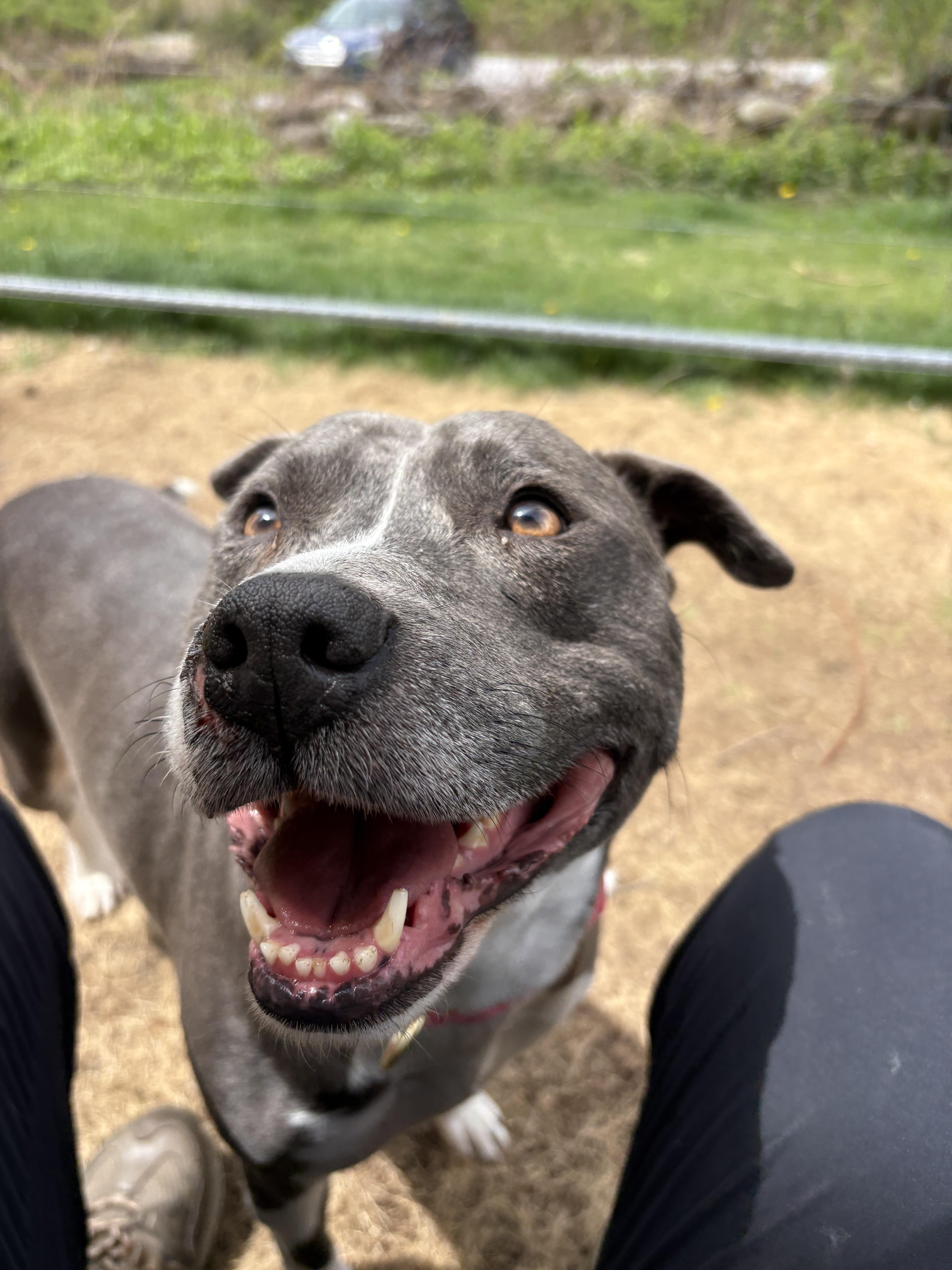 Eva Jane, an adoptable Pit Bull Terrier in New Boston, NH image 6/6