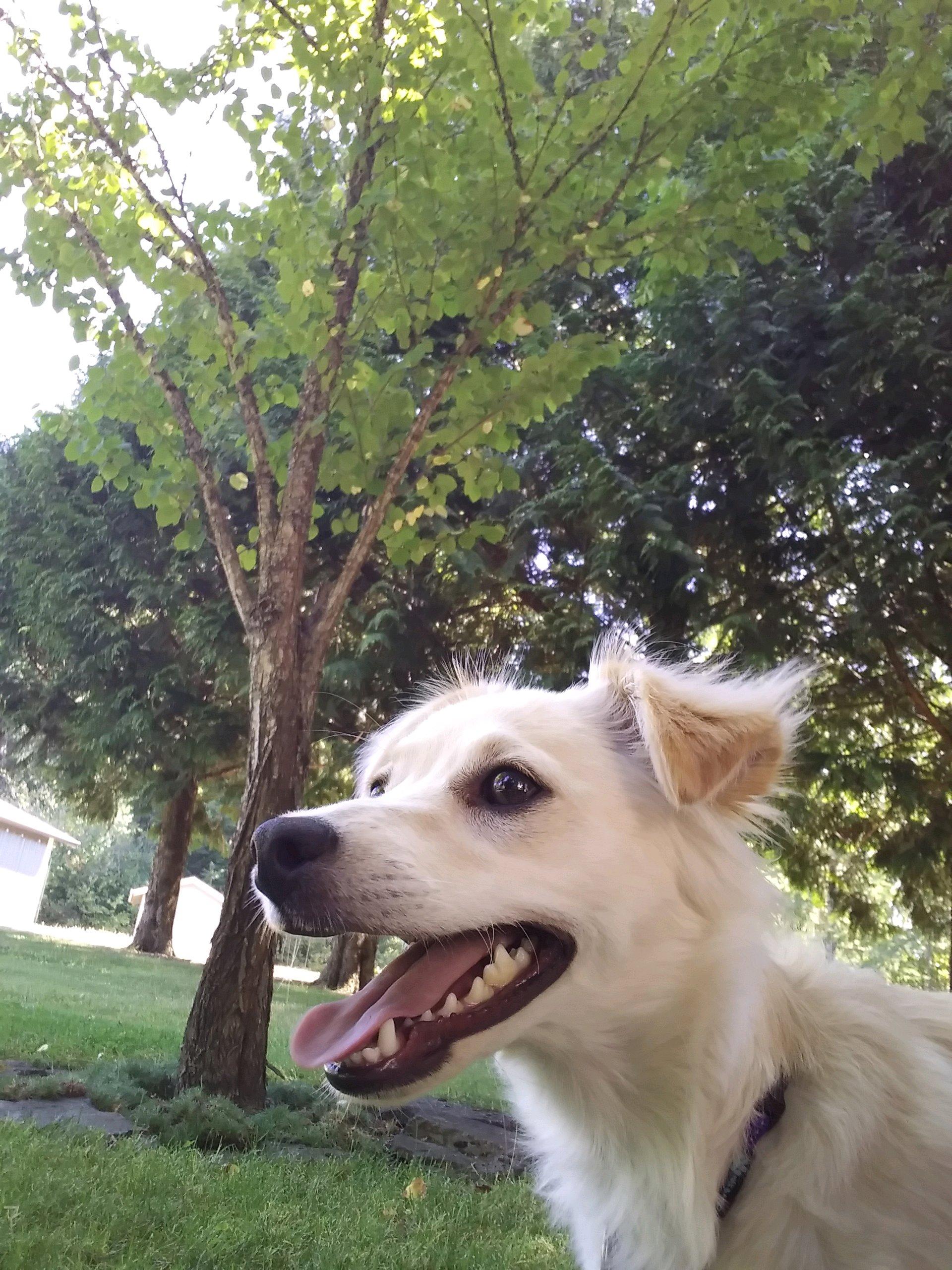 Josie