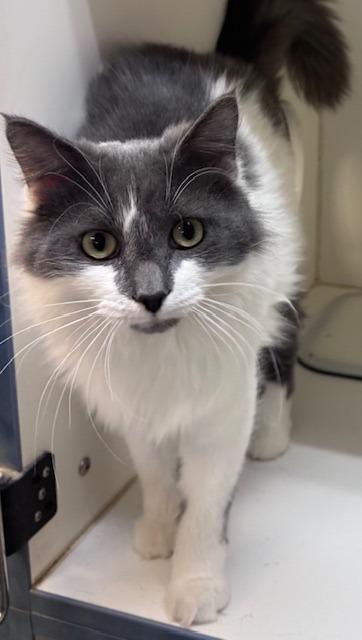 George, Adoptable, Adult Male Domestic Long Hair.