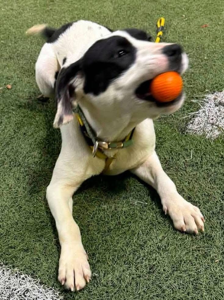 Angel, Adoptable, Young Female Labrador Retriever & Hound.