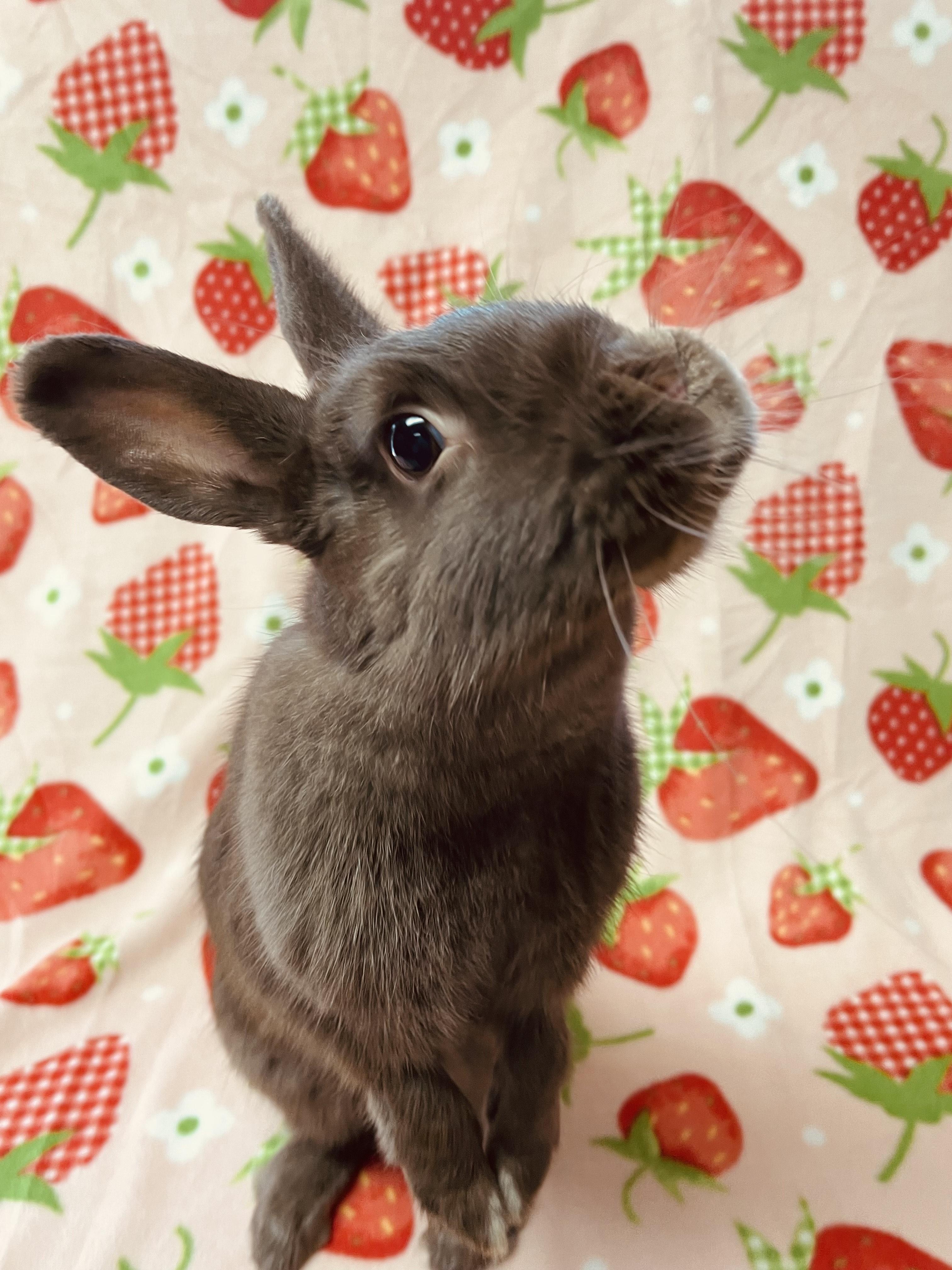 Coco Puff, Adoptable, Young Female Bunny Rabbit.