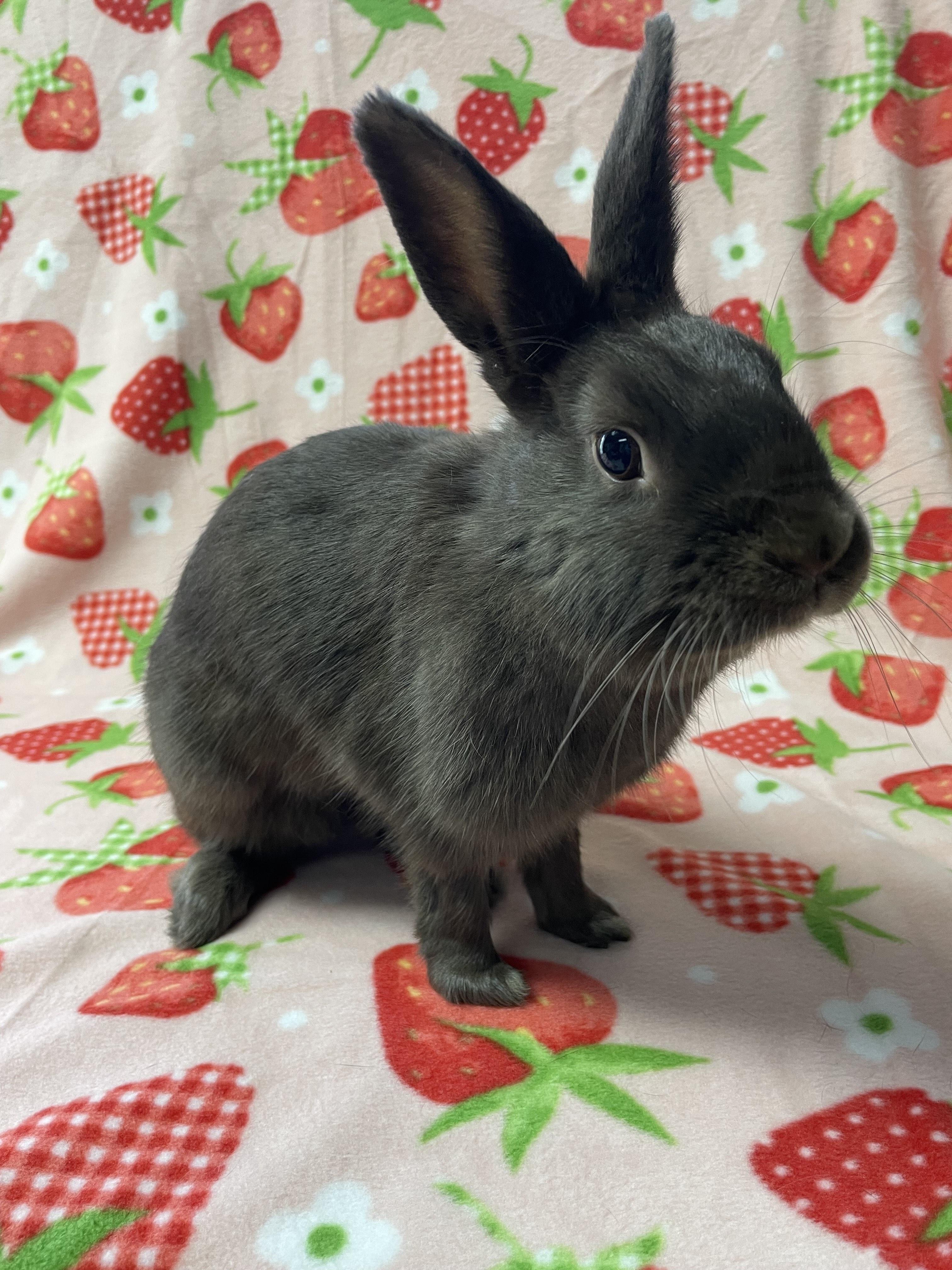 Coco Puff, a Adoptable Bunny Rabbit in Harrisburg, PA image 2/3