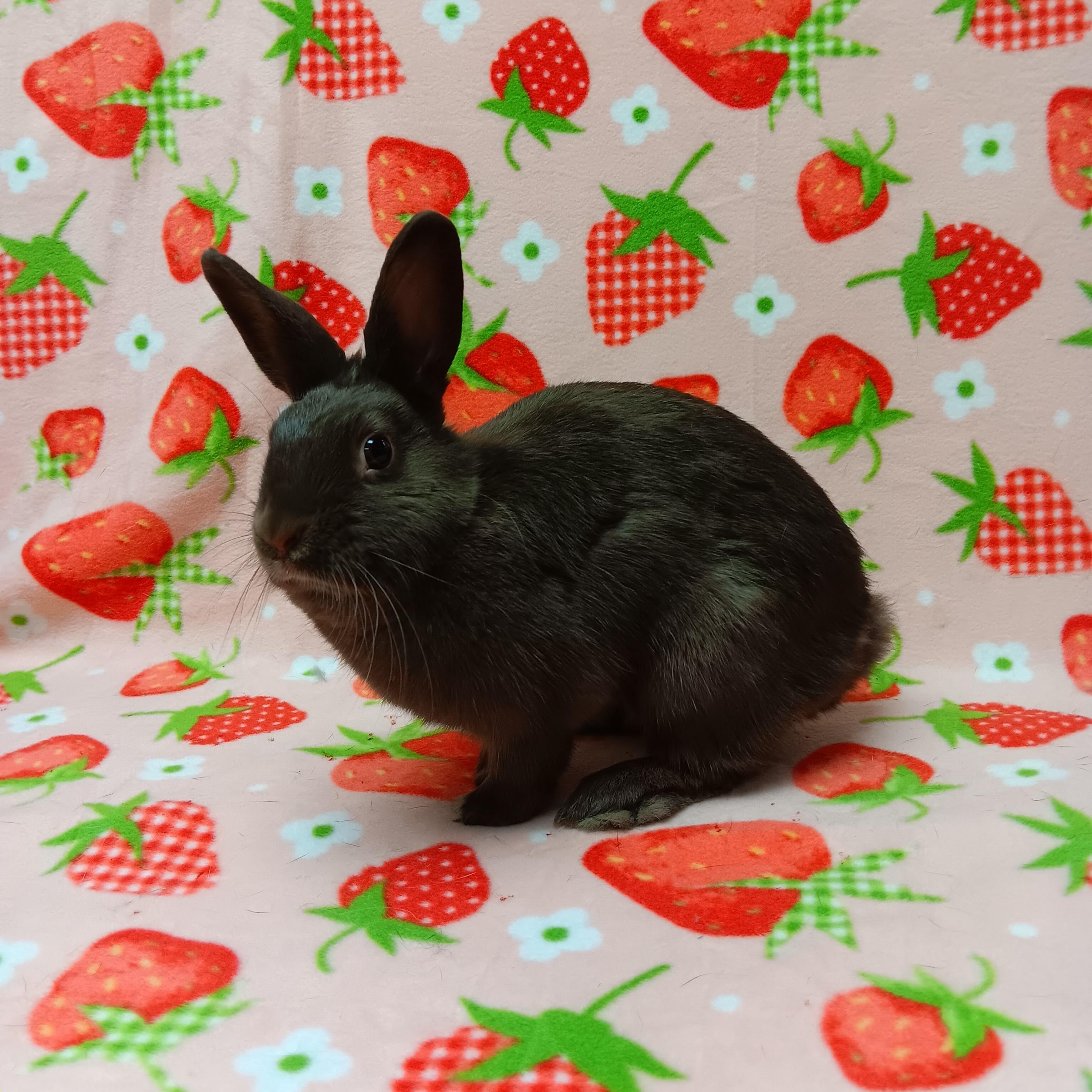 Coco Puff, a Adoptable Bunny Rabbit in Harrisburg, PA image 3/3