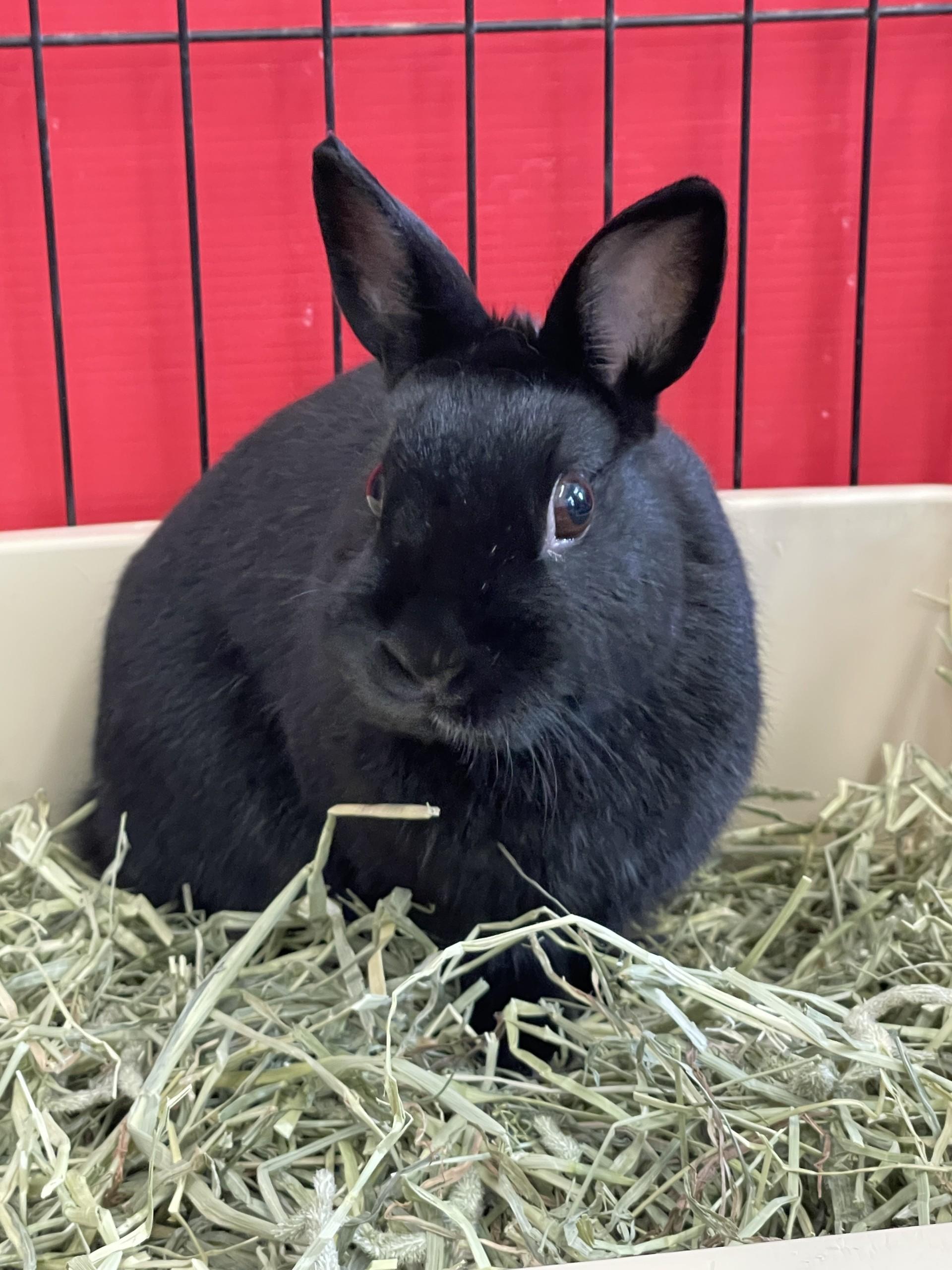 Jujube, ADOPTABLE, Adult Female Dwarf.