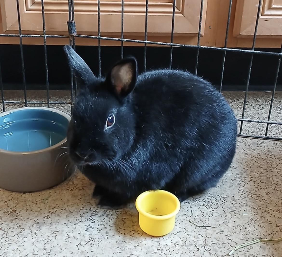 Enlarge Jujube, a ADOPTABLE Dwarf in Chicago, IL image 2/2