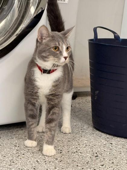 Enlarge Skully, an adopted Domestic Short Hair in West Des Moines, IA image 1/1