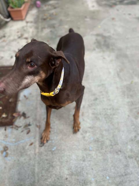 Lola, a Adoptable mixed breed in Austin , TX image 4/6