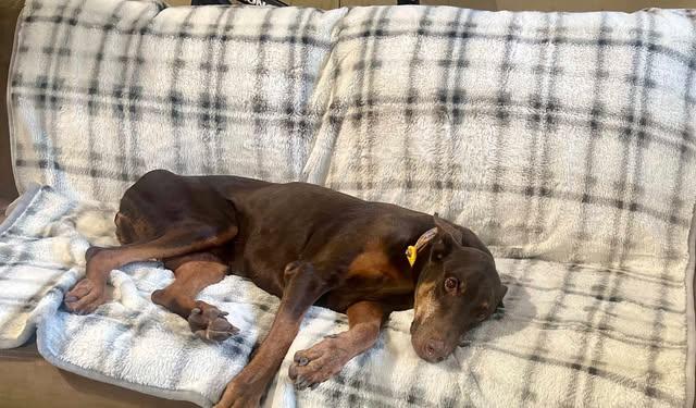 Lola, a Adoptable mixed breed in Austin , TX image 6/6