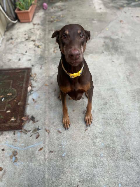 Lola, a Adoptable mixed breed in Austin , TX image 2/6