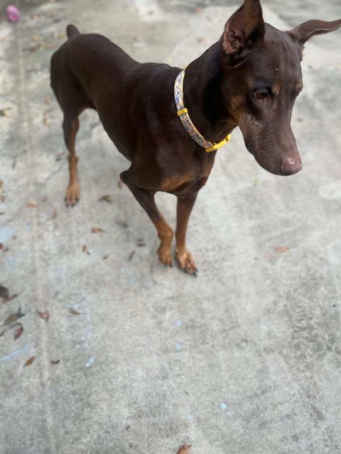 Lola, a Adoptable mixed breed in Austin , TX image 3/6