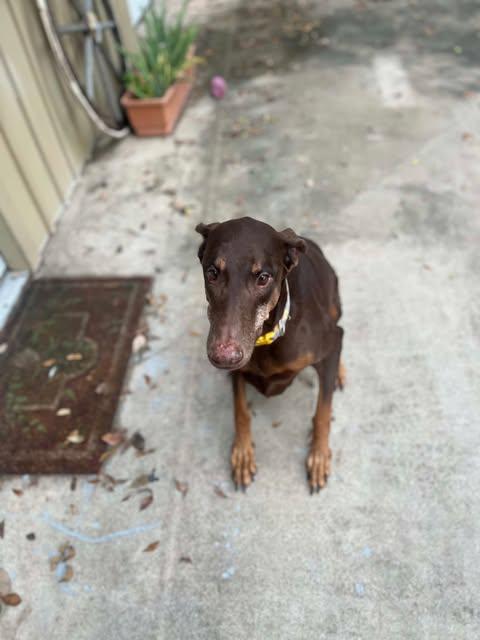 Lola, a Adoptable mixed breed in Austin , TX image 5/6