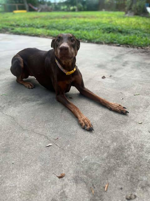 Lola, a Adoptable mixed breed in Austin , TX image 1/6