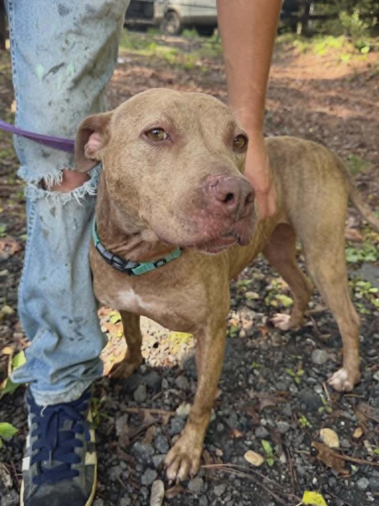 Ruby, Adoptable, Adult Female Mixed Breed.