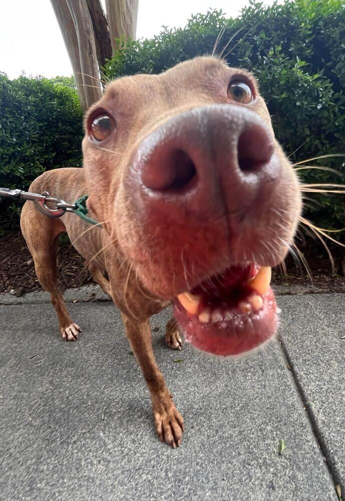 Ruby, a Adoptable mixed breed in Acworth, GA image 2/4