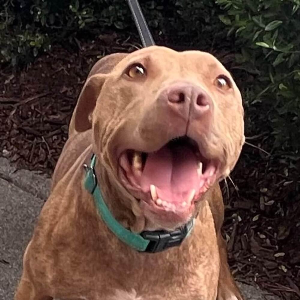 Ruby, a Adoptable mixed breed in Acworth, GA image 3/4