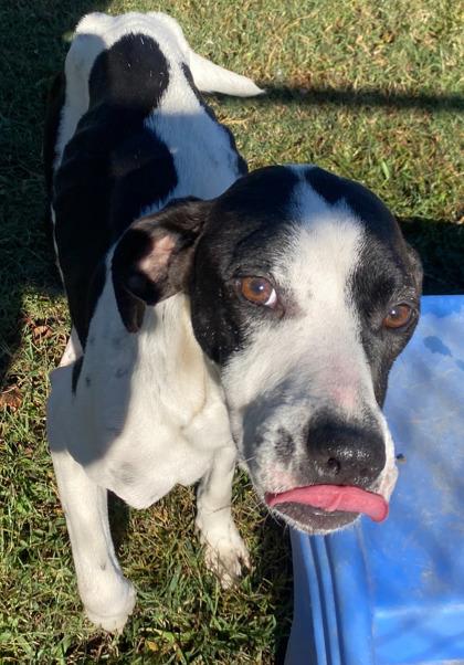 Enlarge Laurel, a Adoptable mixed breed in Conway, SC image 1/3