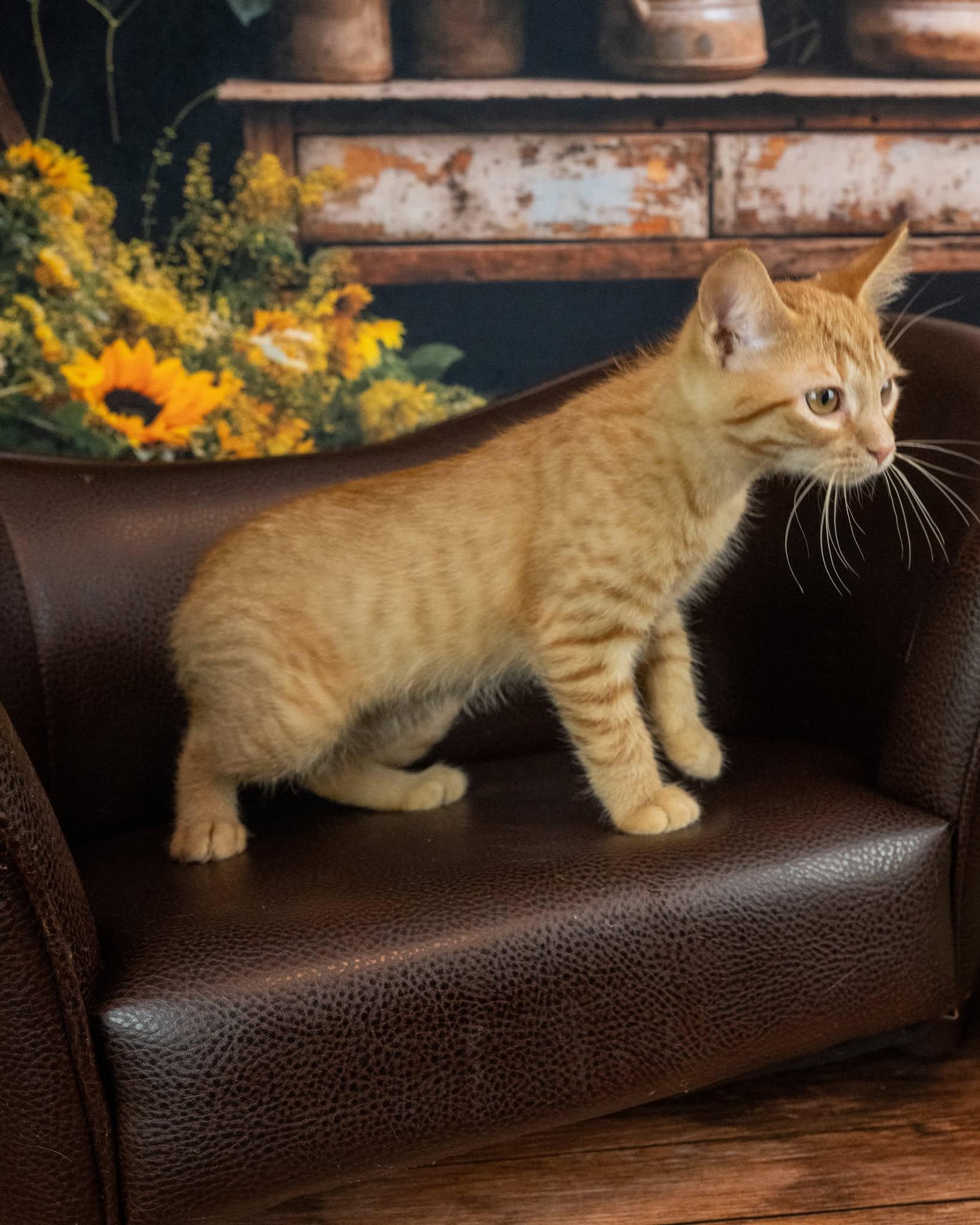 Tenebris, an adopted Domestic Short Hair in Lapeer, MI image 4/4