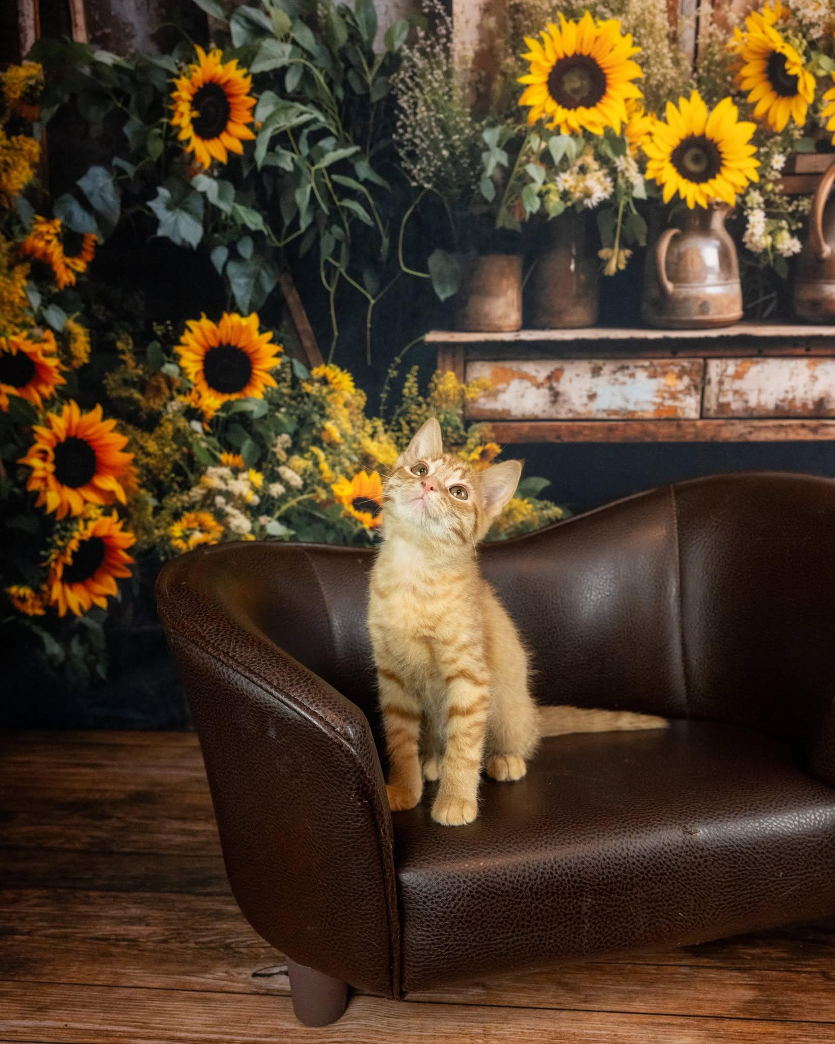 Tenebris, an adopted Domestic Short Hair in Lapeer, MI image 3/4