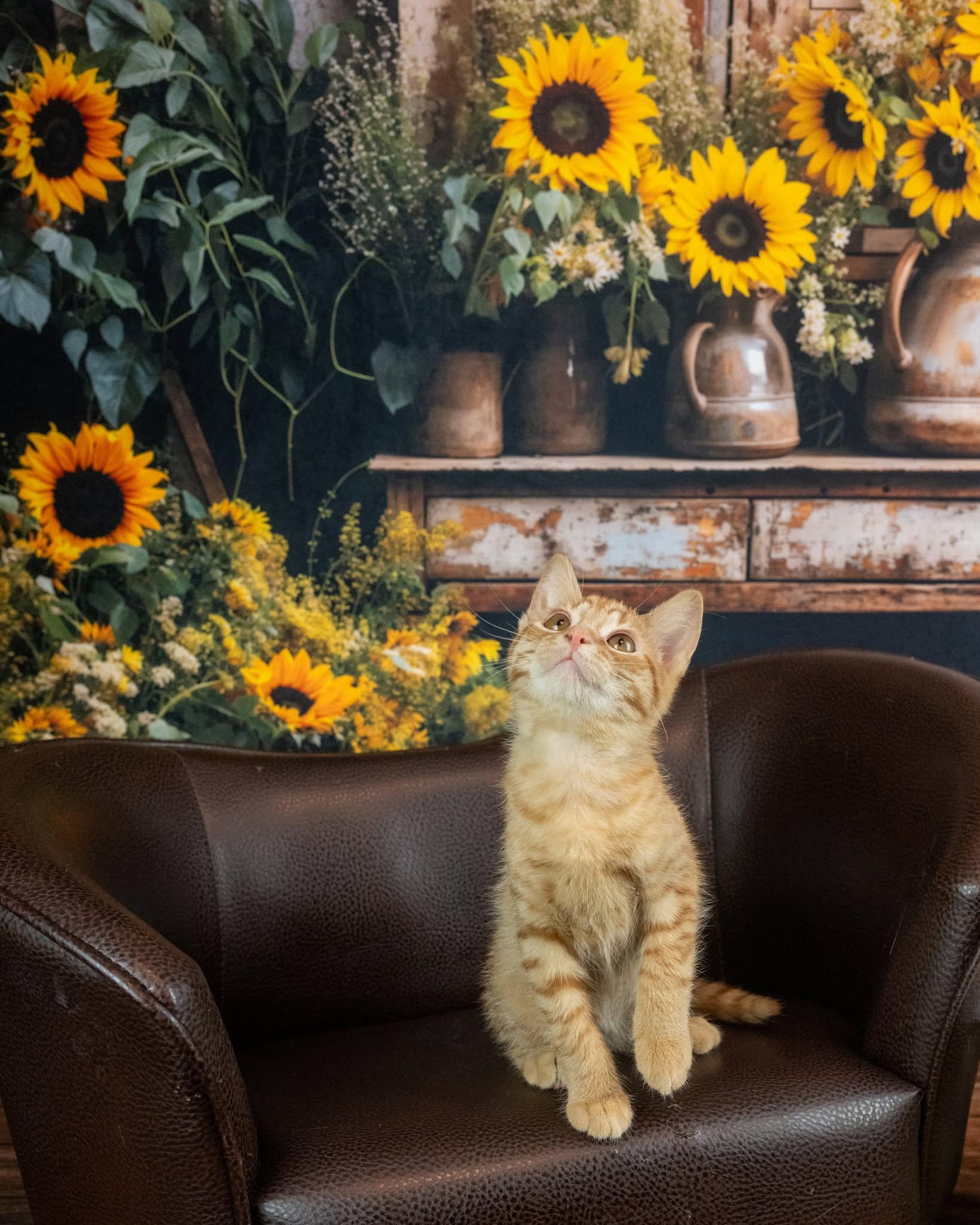 Tenebris, an adopted Domestic Short Hair in Lapeer, MI image 2/4