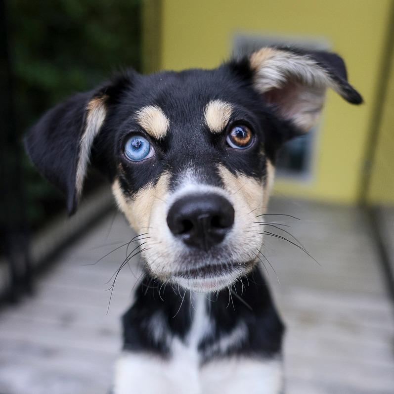 Locust, Adoptable, Puppy Male Husky & Mixed Breed.