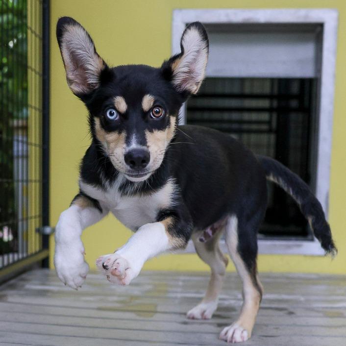 Locust, a Adoptable mixed breed in Bradenton, FL image 2/3