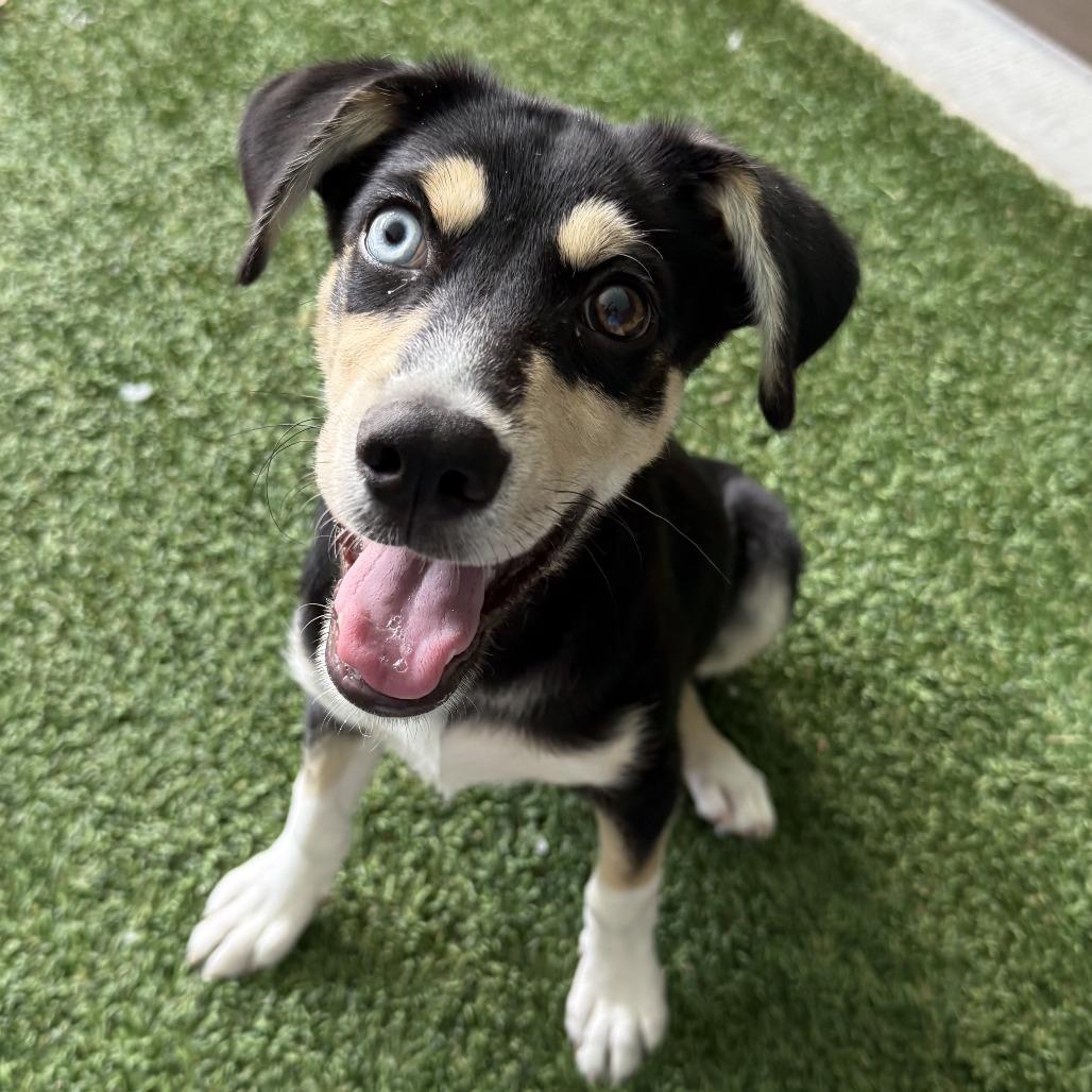 Locust, a Adoptable mixed breed in Bradenton, FL image 3/3