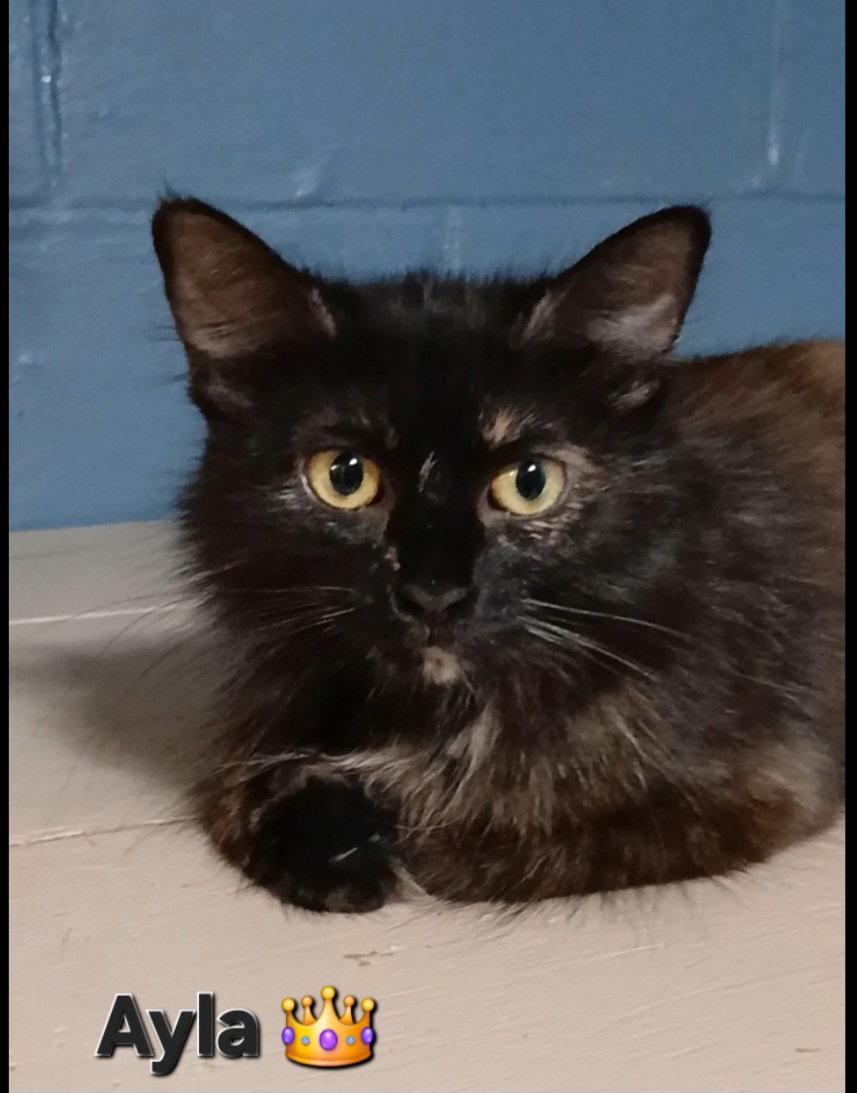 Ayla, Adoptable, Adult Female Tortoiseshell & Domestic Long Hair.