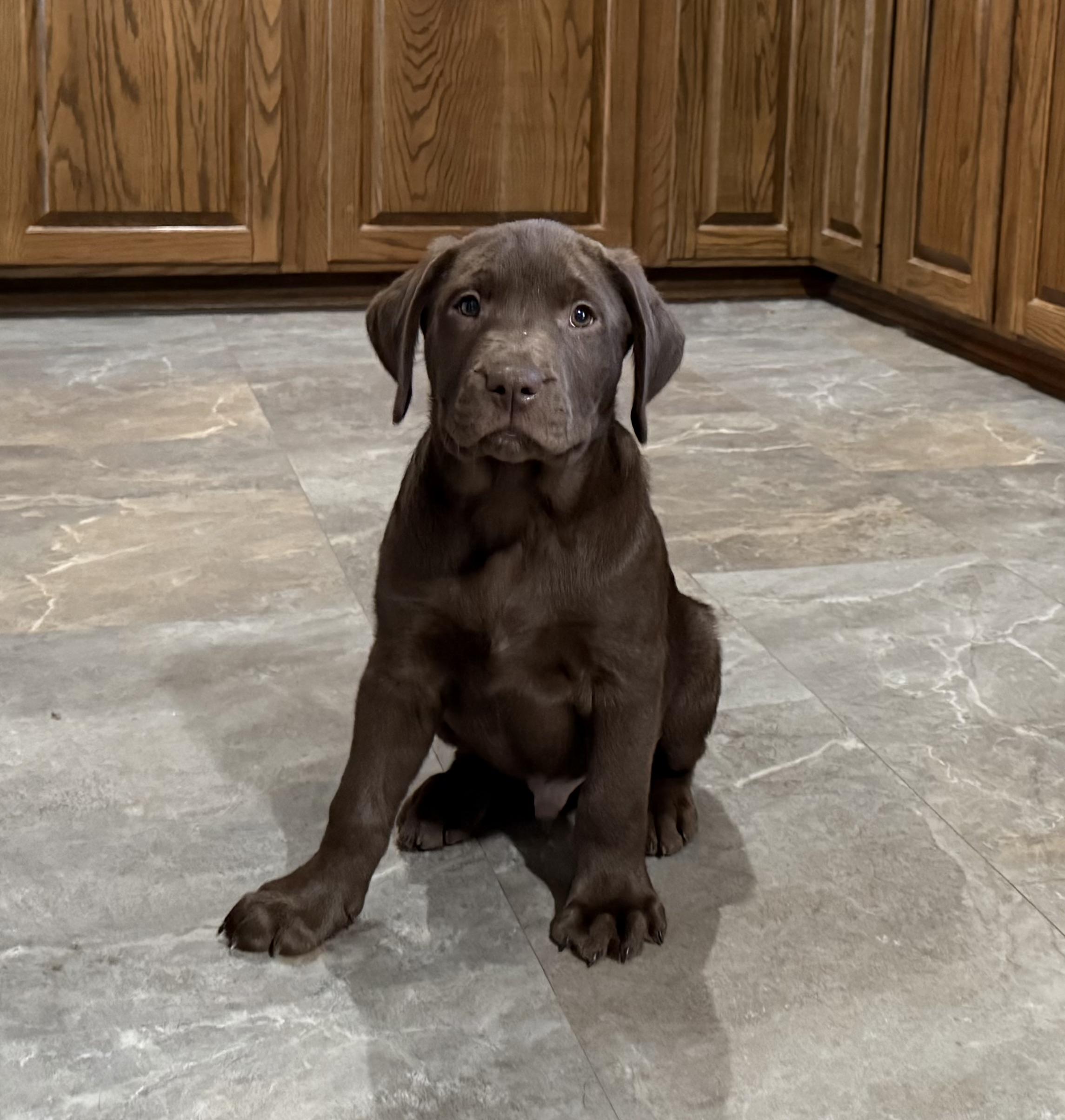 Enlarge Andy, an adopted mixed breed in Peoria, IL image 3/3