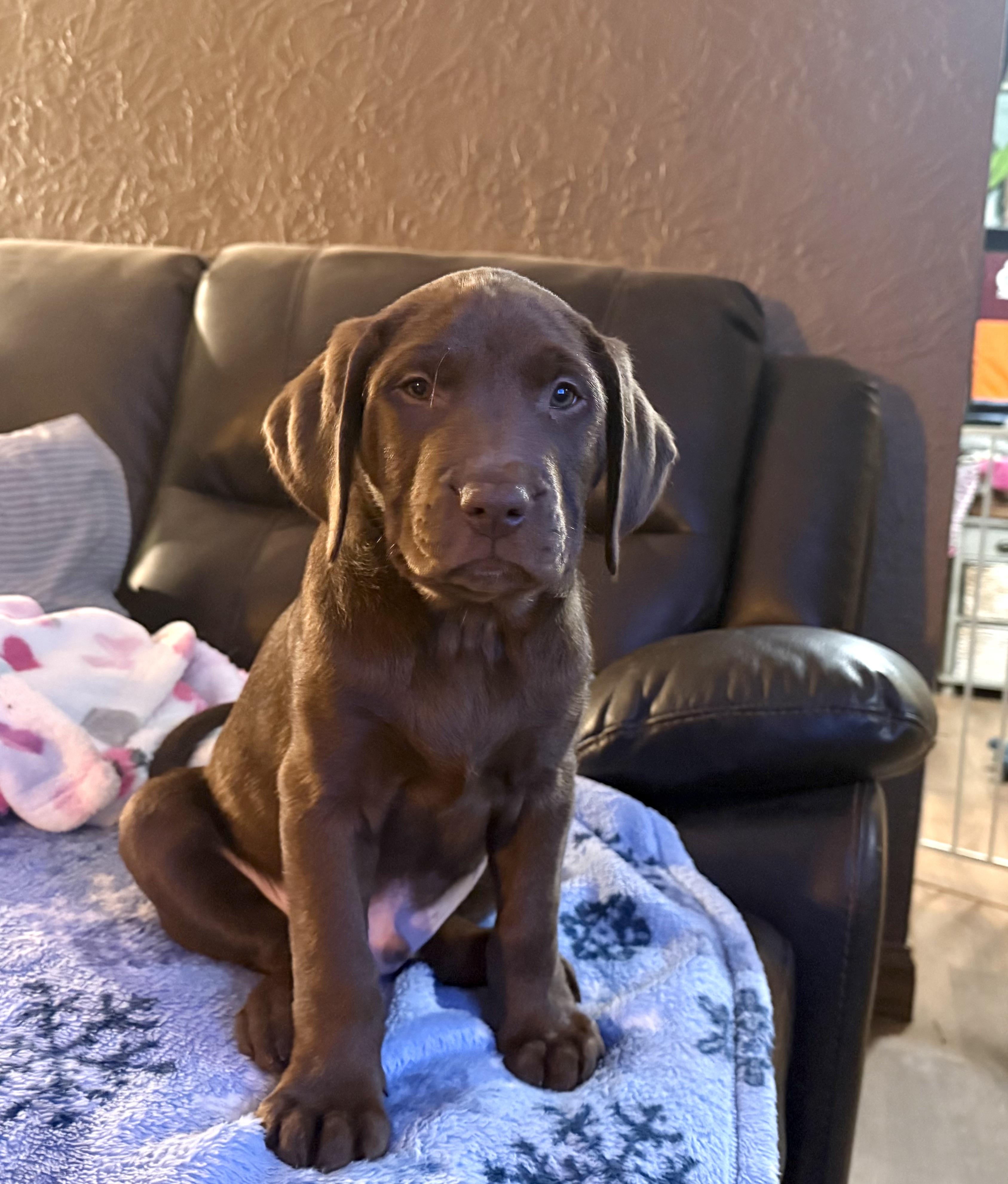 Andy, adopted, Puppy Male Labrador Retriever.