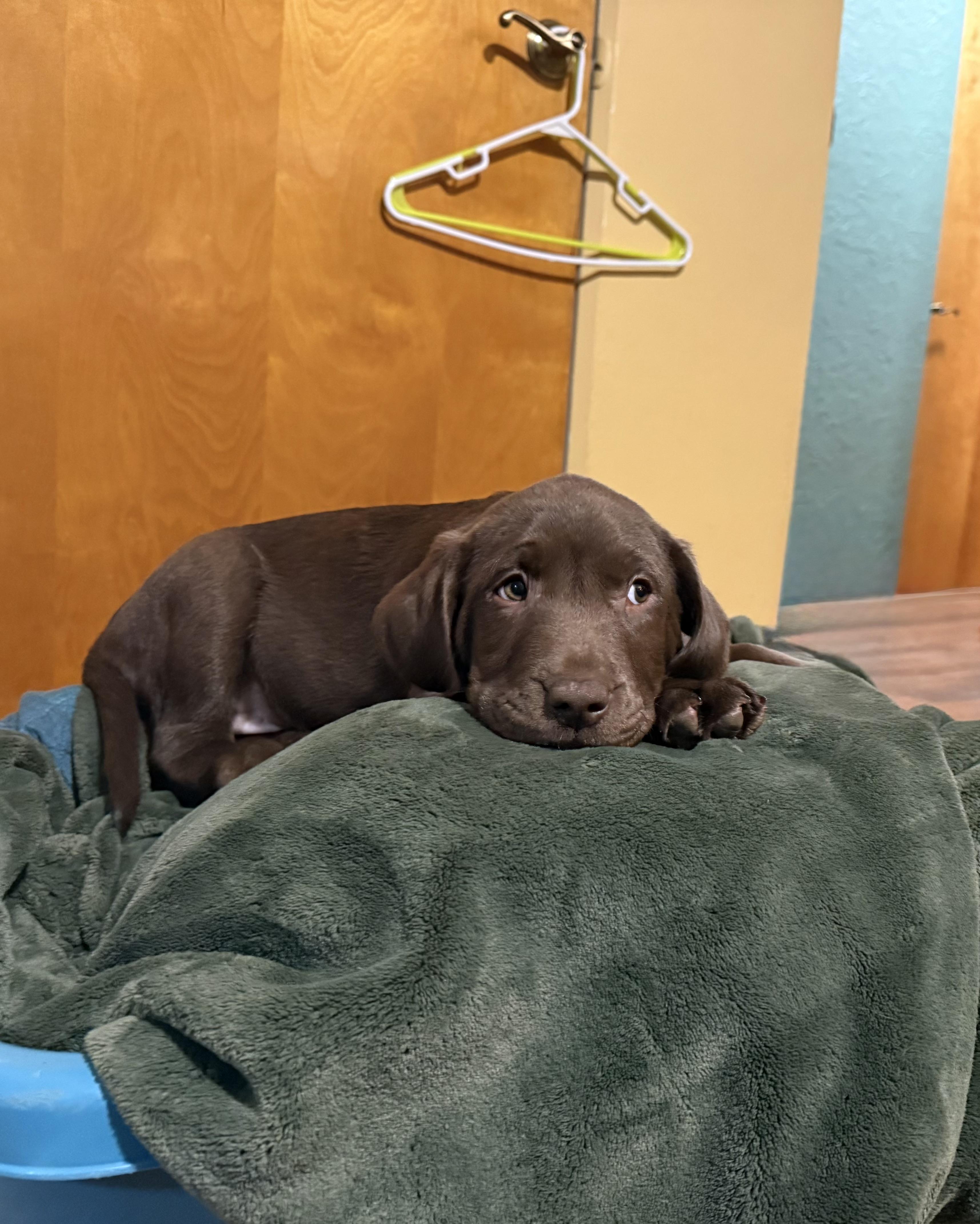 Enlarge Andy, an adopted mixed breed in Peoria, IL image 2/3