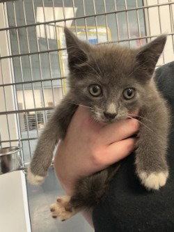 CA 134 Raggedy Ann, a Adoptable Domestic Short Hair in Glen Allen, VA image 1/2