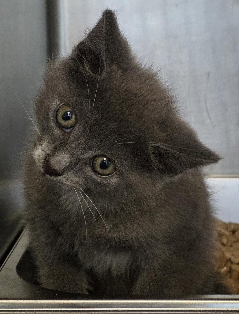 CA 134 Raggedy Ann, a Adoptable Domestic Short Hair in Glen Allen, VA image 2/2