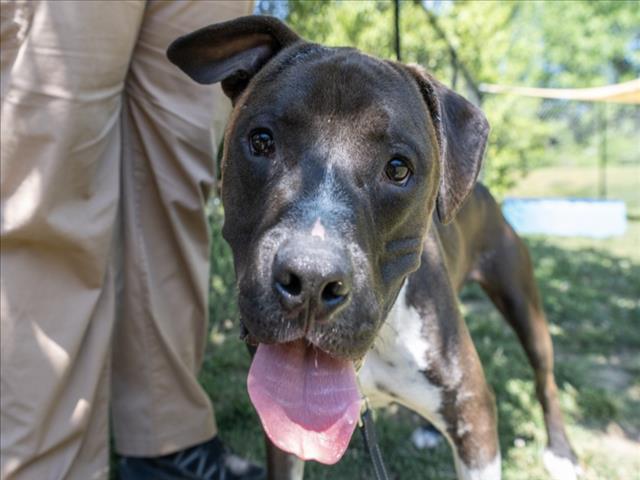 PRANCER**, Adoptable, Young Male Pit Bull Terrier & Mixed Breed.