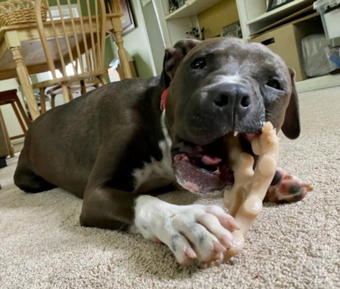 PRANCER**, Adoptable, Young Male Pit Bull Terrier & Mixed Breed.