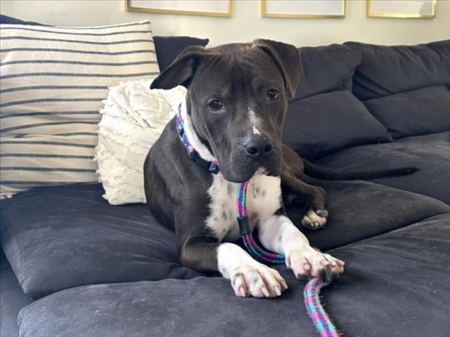PRANCER**, Adoptable, Young Male Pit Bull Terrier & Mixed Breed.