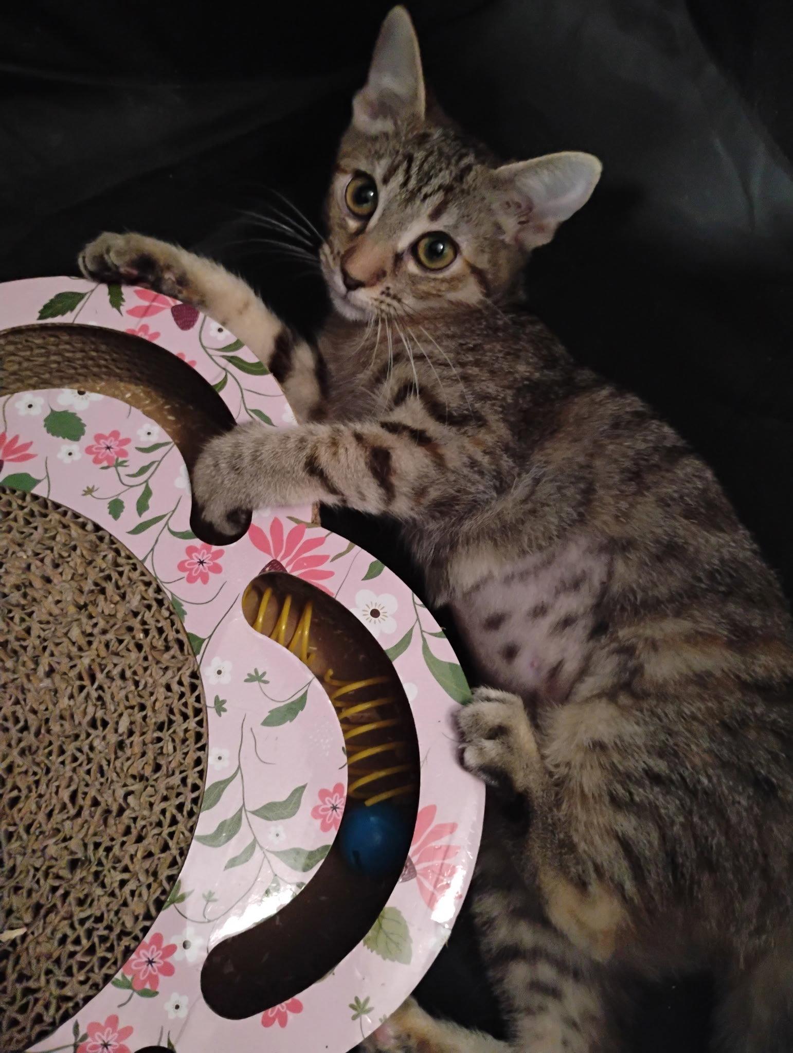 Lily ( Kat), Adoptable, Young Female Tabby.