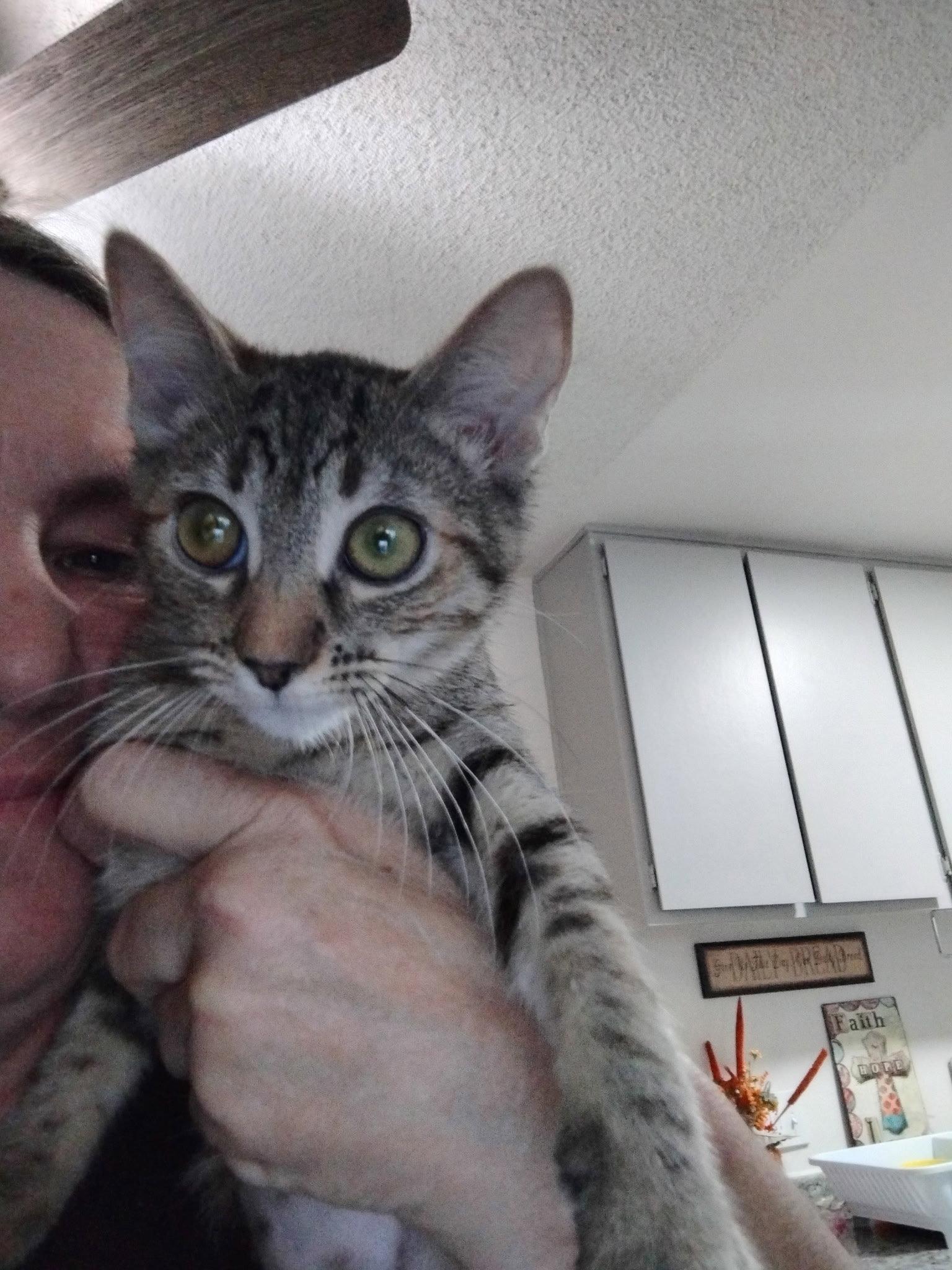 Lily ( Kat), a Adoptable Tabby in Vallejo, CA image 3/3