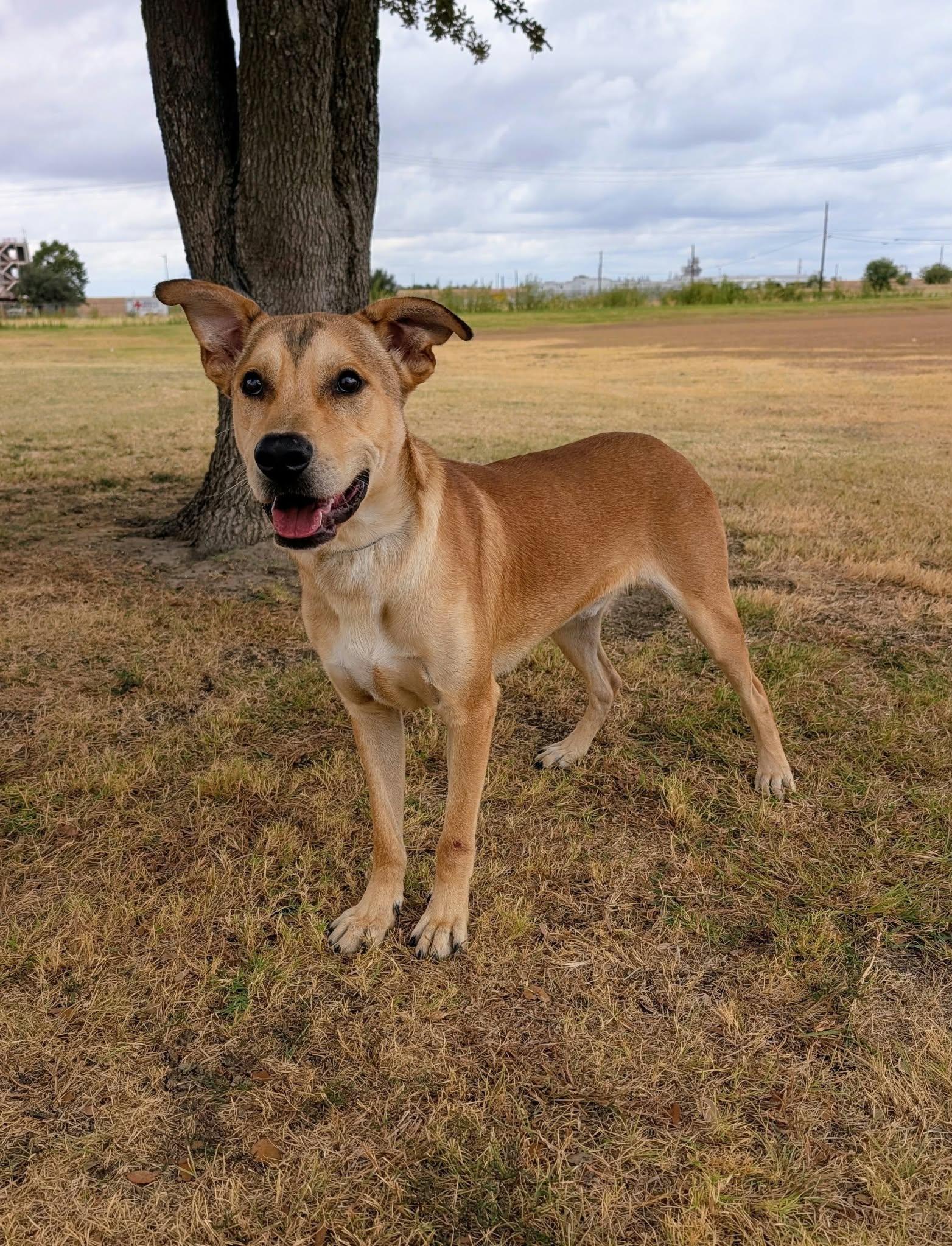 Enlarge Dirk, a Adoptable mixed breed in Cleburne, TX image 3/3
