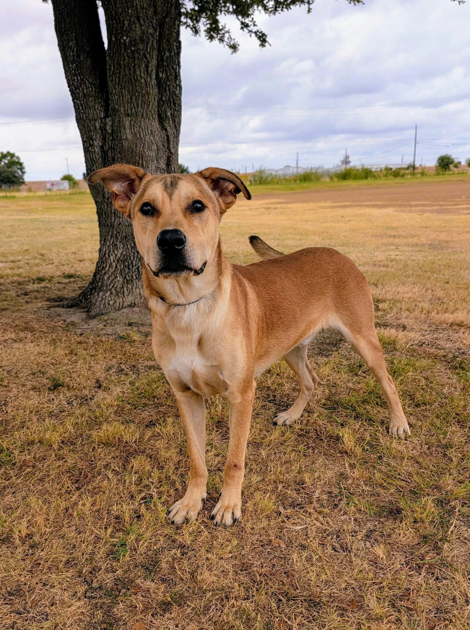 Enlarge Dirk, a Adoptable mixed breed in Cleburne, TX image 2/3