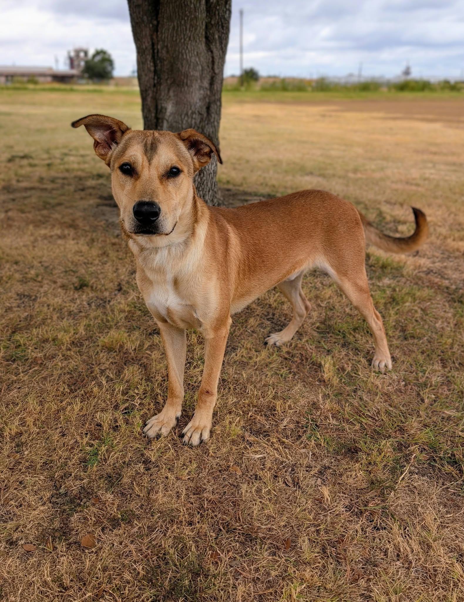 Dirk, Adoptable, Adult Male Labrador Retriever & Shepherd.