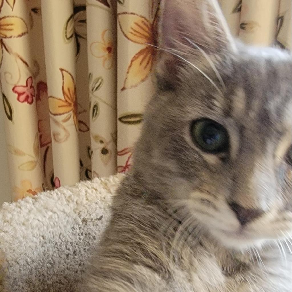 Enlarge Lola, a Adoptable Domestic Short Hair in Peoria, IL image 2/4