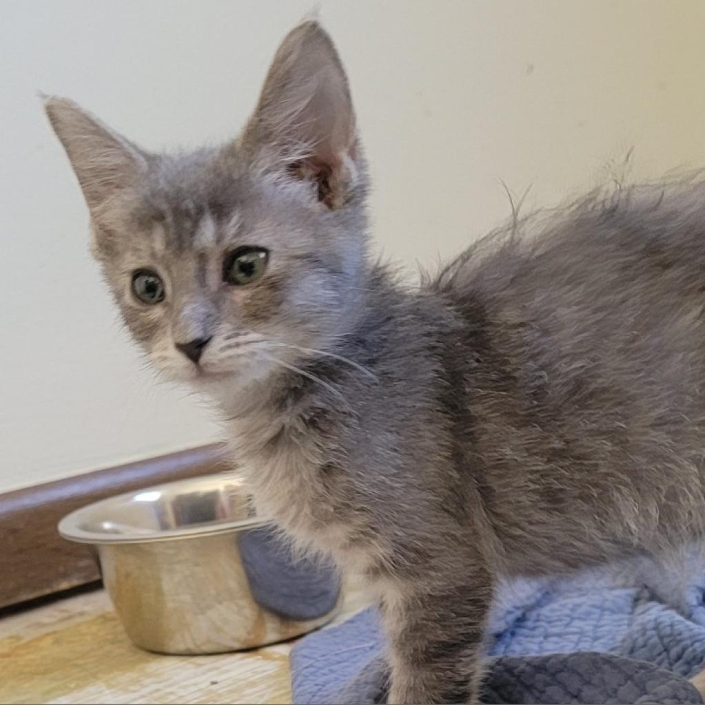 Enlarge Lola, a Adoptable Domestic Short Hair in Peoria, IL image 3/4