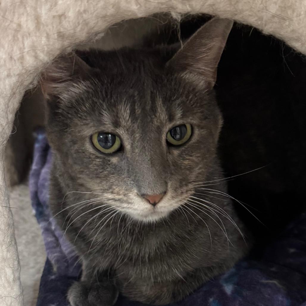 Lola, a Adoptable Domestic Short Hair in Peoria, IL image 4/5