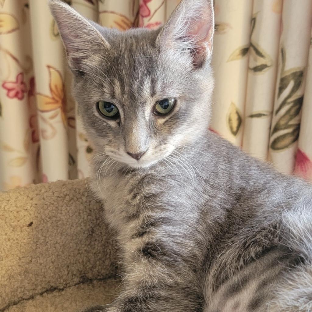 Enlarge Lola, a Adoptable Domestic Short Hair in Peoria, IL image 4/4
