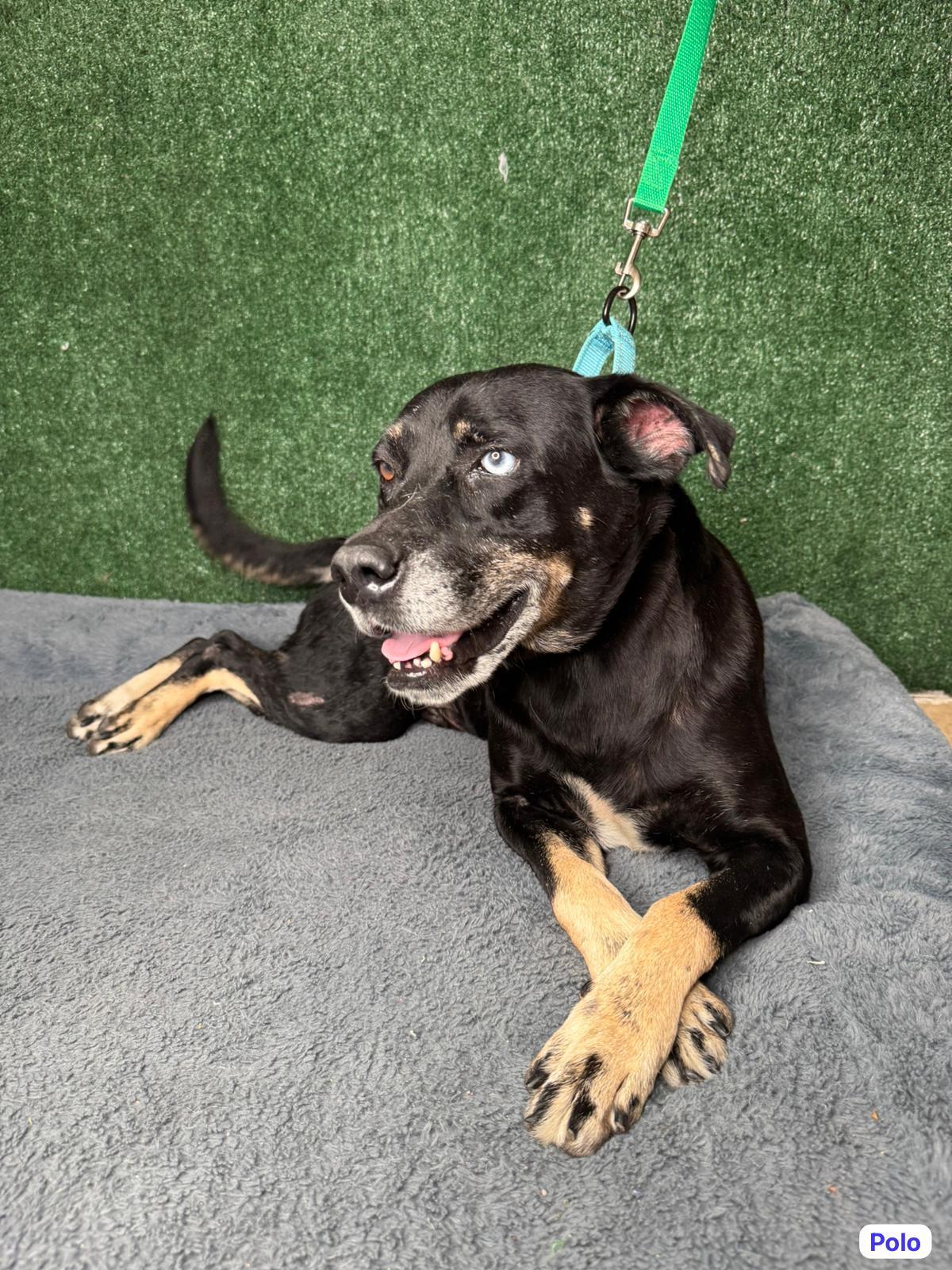 Enlarge Polo, a ADOPTABLE mixed breed in Elwood, NJ image 2/2